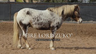 Fire Lord Zuko  8yo Pony Gelding for Sale [upl. by Nnylav]