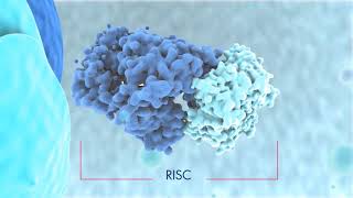 Biogenesis of miRNAs and mode of action [upl. by Bowra]