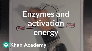 Enzymes and activation energy  Biomolecules  MCAT  Khan Academy [upl. by Tenaj141]