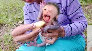 baby monkey annie nt like banana even though mothers intentions were good in wanting to feed her [upl. by Nemrac]