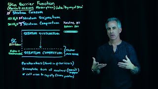 Stratum Corneum Layers [upl. by Aciamaj114]