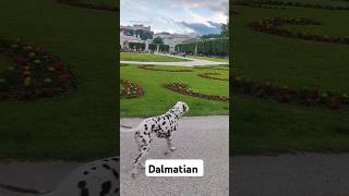 Dogs at famous places like our Dalmatian dog Hope in Salzburg dalmatians travel salzburg [upl. by Sol]