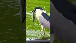 Heron’s Bold Catch birds heron nature [upl. by Brien516]