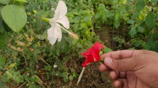 Cross Pollination Of Hibiscus flower Fun experiment [upl. by Suirred]