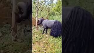 Vilayti Menda ￼Goat farming goat menda farm shorts viral bakrifarming 🐐 [upl. by Sonja]