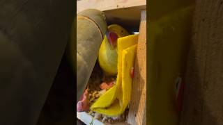 Kisses for the misses 💋 talkingbird cuteanimals irn talkingparrot love kisses nesting [upl. by Silloh]