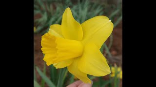 Plant Review Narcissus [upl. by Adnarahs46]