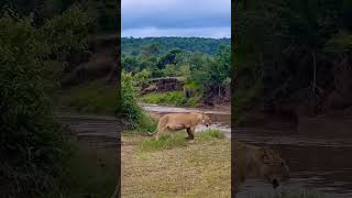 lioness gave birth to beautiful cub beautiful 😻 animals kruger hyena wildlife cheetah elephant [upl. by Hanahs]