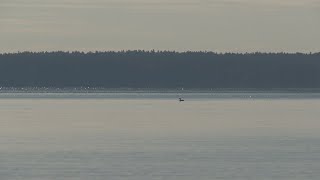 Sebago Lake State Park officials build tree barriers to slow erosion [upl. by Marijn]