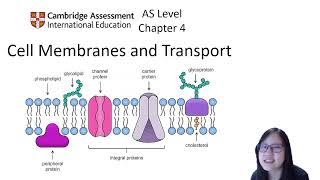 Chapter 41  Cell Membrane Structure and Function  Cambridge ALevel 9700 Biology [upl. by Nalyt529]