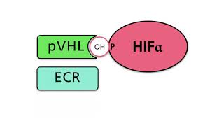 Hypoxia Inducible Factors HIFs Part 2 Regulation of HIF under normoxic and hypoxic conditions [upl. by Ihcas]