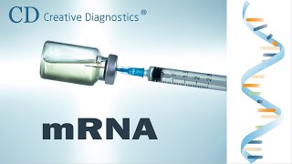 mRNA Vaccine Overview  Creative Diagnostics [upl. by Medarda]