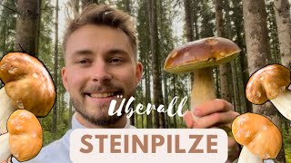 Überall Steinpilze  Steinpilze sammeln im Oktober 🍄‍🟫🍄 [upl. by Ocirne238]