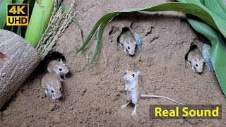 Cat TV mouse digging burrows  holes in sand  playing and squeaking 8 Hour 4k UHD [upl. by Rao386]