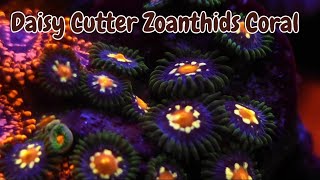 DAISY CUTTER ZOANTHIDS CORAL 🪸 zoanthids zoa trending youtubevideo viralvideo coral reef [upl. by Pebrook]