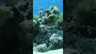 Coral Reefs Unveiled Amazing Facts [upl. by Carpio]