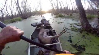 Louisiana WMA 8 Point Whitetail Deer [upl. by Kralc]