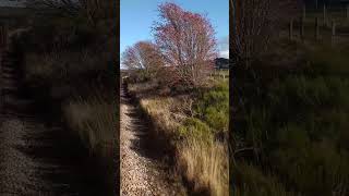 Onboard a steam train on the Strathspey railway shorts train steamtrain trainjourney subscribe [upl. by Oniuqa932]