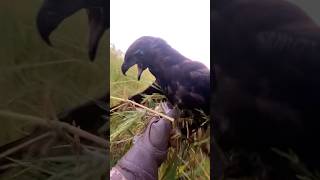 Video Hunt Bird From Eagle Hawk Nice Try 🔥🦅 birds shorts youtubeshorts youtube [upl. by Nhguav]