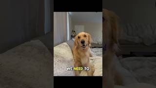 Golden Retrievers Are The Best Conversationalist [upl. by Maddocks]