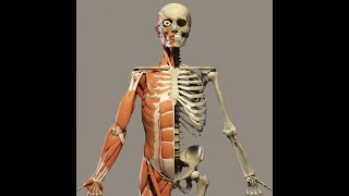 The Language of Medicine Ch 15 The Musculoskeletal System P1 [upl. by Ailssa]