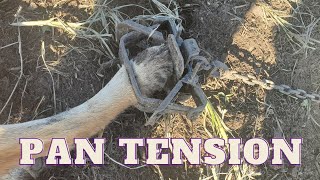 How To Set Pan Tension On Dogless Traps The Easy Way [upl. by Malchus]