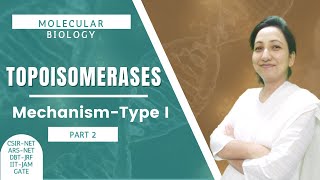 Topoisomerases  Mechanism of Type I Topoisomerases  CSIRNETJRF  Molecular Biology [upl. by Eseerahs]