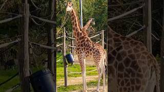 Giraffes of Planckendael ZOO Belgium Please subscribe thanks😀planckendaelzoo mechelen belgium [upl. by Nivej]