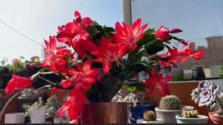 CUIDADOS Y REPRODUCCIÓN DE CACTUS DE NAVIDAD SCHLUMBERGERA TRUNCATA [upl. by Zia424]