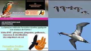 Oiseaux de France 47  Alcidae pingouins amp macareux et Gaviidae plongeons [upl. by Valerlan]