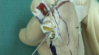 17 Step 7 Ampulla and features of the cochlea [upl. by Einal]