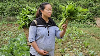 A Day Of Harvesting Ginger amp Green Vegetables In The Garden Goes to market sell  Lý Thị Ca [upl. by Jaquiss]