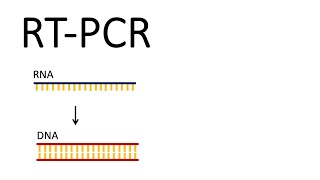 How we test for SARSCoV2  RTPCR Reverse Transcription PCR [upl. by Cheshire]