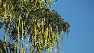 Vegetable Hummingbird Sesbania Grandiflora [upl. by Nosnorb]