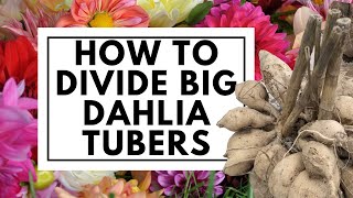 How to Divide Big Dahlia Tubers Easily [upl. by Arrak]