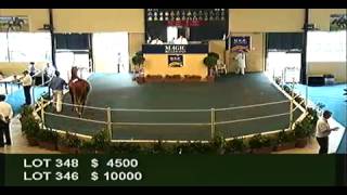 2012 Adelaide Yearling Sales Session 2 [upl. by Analise]