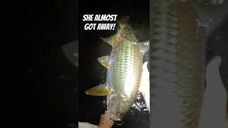 What Its Like Fly Fishing for Tarpon in the Dark fishing shortvideo flyfishing fishingvideo [upl. by Becca396]