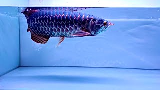 Most Beautiful Purple Devil Arowana Fish In The World [upl. by Nnylkoorb278]