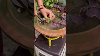 Colorful Coleus Propagation 🌱🥰  Coleus cutting Propagation youtubeshorts viralshorts [upl. by Samuele377]