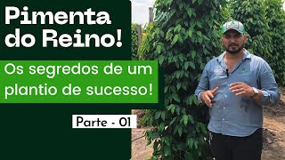 Pimenta do Reino plantio adubação e nutrição corretas para a cultura [upl. by Akimot]