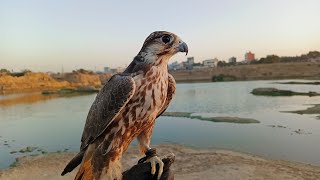 Practice Session after a month gap  Laggar Falcon [upl. by Aliemaj]