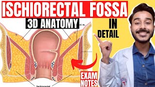 ischiorectal fossa anatomy 3d  anatomy of ischiorectal fossa boundaries  ischioanal fossa anatomy [upl. by Ttebroc]