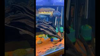 Albino Snakehead Fish albino argus snakeheadsnakehead fish in aquariumgiant snakehead [upl. by Wrigley]