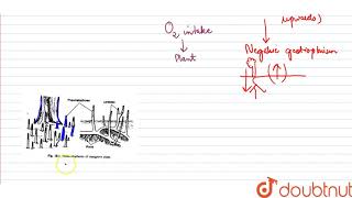 Pneumatophores occur in plates of [upl. by Epotimet]