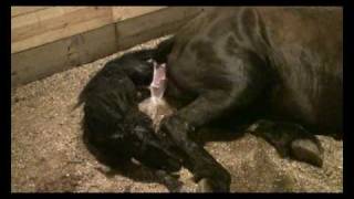 Friesian Horse Giving Birth graphic [upl. by Beauregard627]