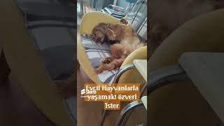 Evcil Hayvan Sahibi Olmak Özveri İster mi  ŞAŞIRTICI Gerçek [upl. by Hildagard477]