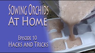 Hacks and tricks  Sowing Orchids at Home  ep 10 [upl. by Romain]