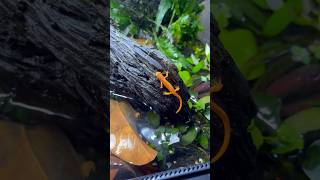 Newt Paludarium redefts newt paludarium livingvivarium bioactive plantedtank waterfeature [upl. by Enelrahc17]