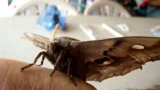 Giant Moth Female Antheraea Polyphemus [upl. by Garv]