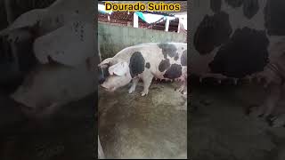 Veja que genética de luxo da granja dourado Suinos em São Gonçalo do Amarante Ce 🐷🐷🐷 [upl. by Kassandra]